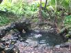 pool in the jungle (Pohoiki)